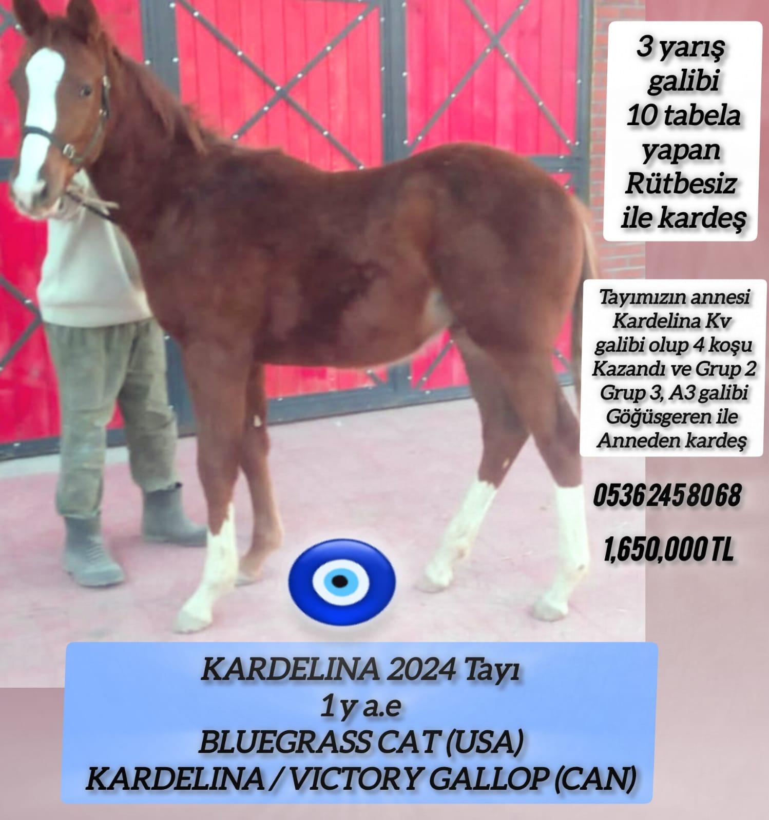 2024 doğumlu Erkek Bluegrass Cat tayı anne:Kardelina Şampiyon Göğüsgeren ile kardeş 2.anne Mekin Tercihli